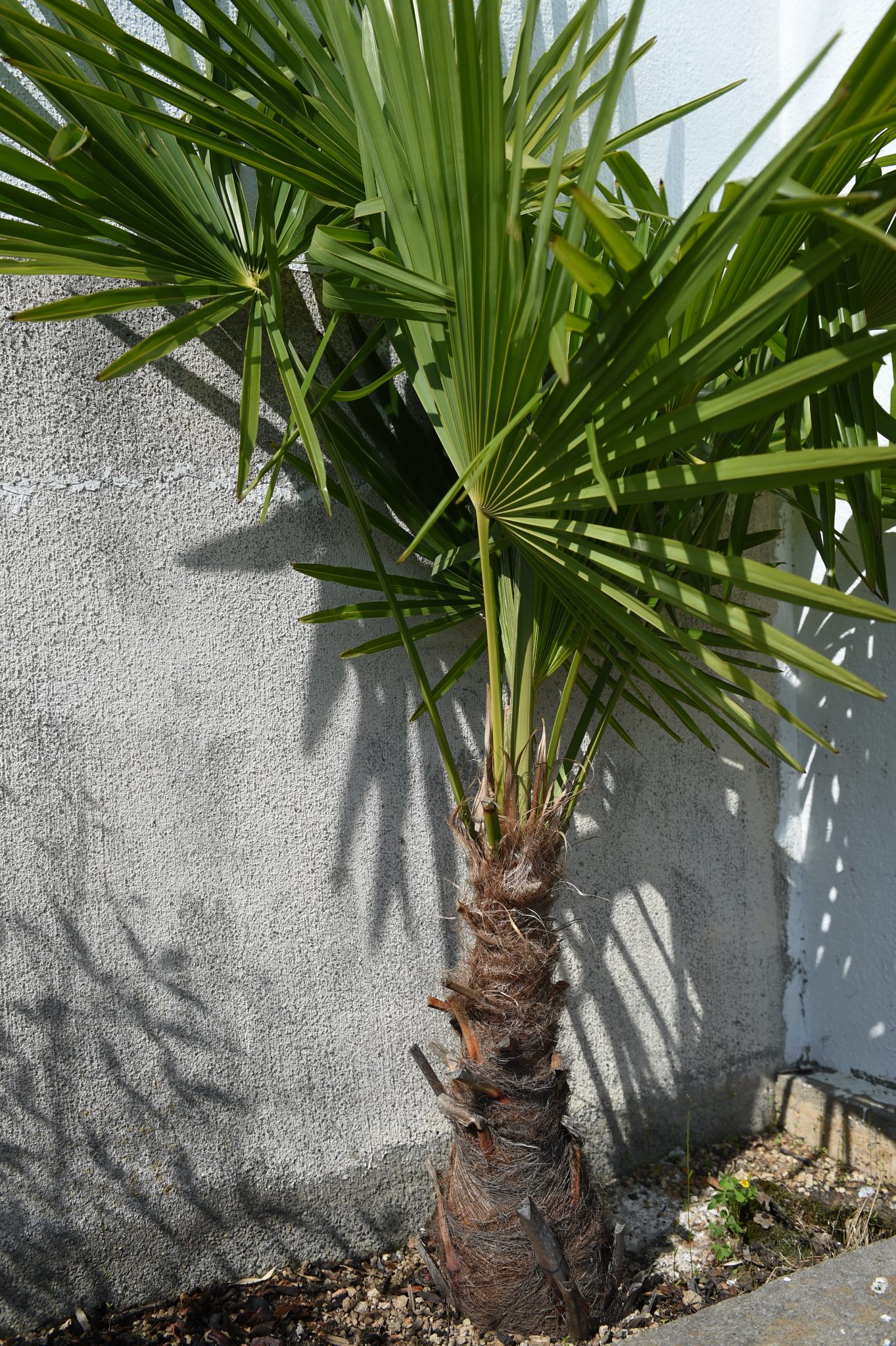 超可爱 和歌山県産 棕櫚の木使用 高級シュロたわし スリム S型 ミニ各1個 計3個セット
